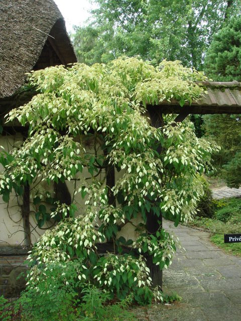 Shizophragma integrifolium